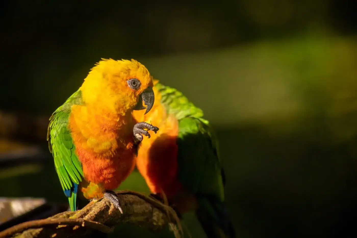 Parque das Aves em Foz do Iguaçu