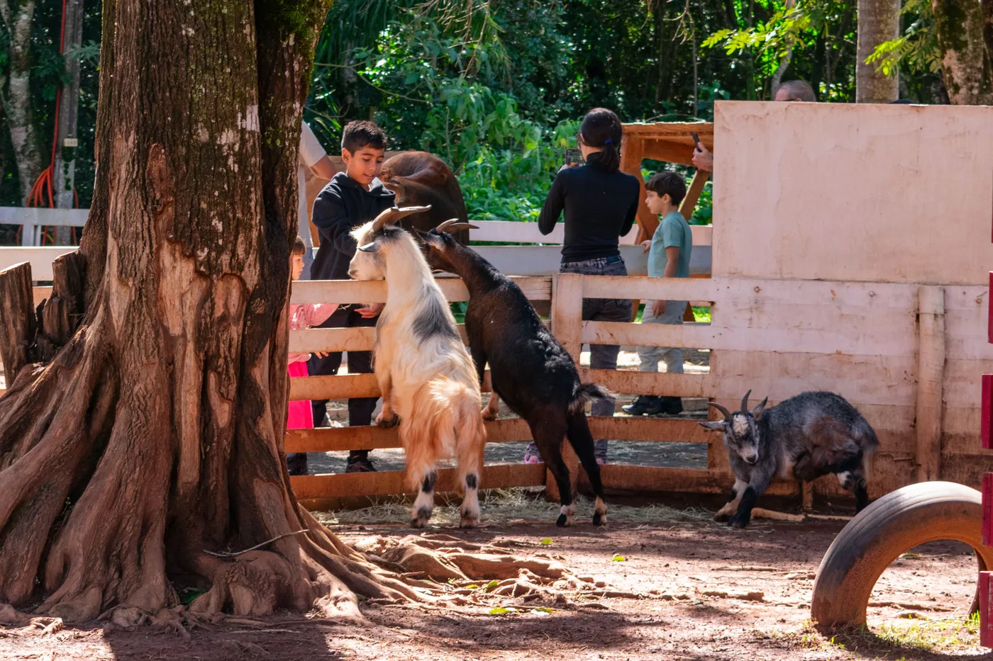 Crianças com animais no Zoopark em Foz do Iguaçu — promoção Setembro Encantador da Pousada Cataratas